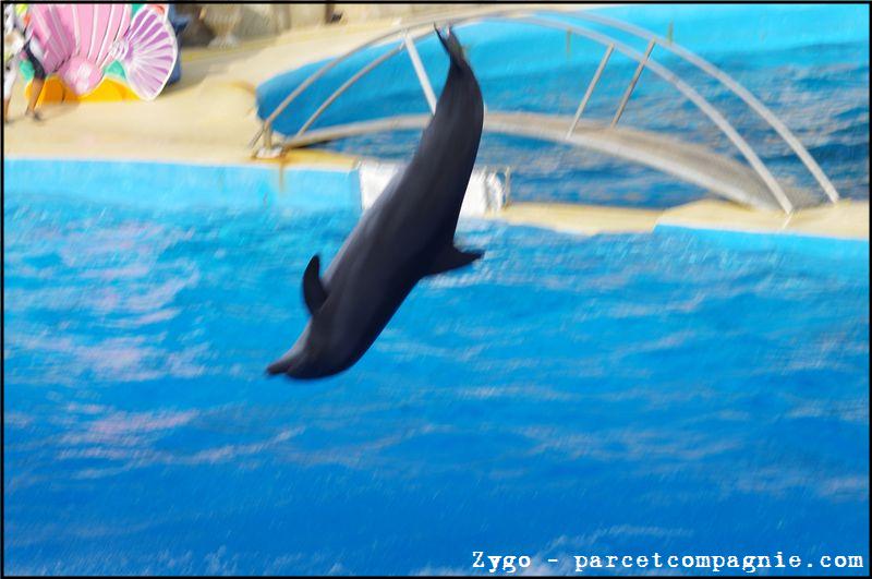 Marineland - Dauphins - Spectacle - 18h00 - 0522