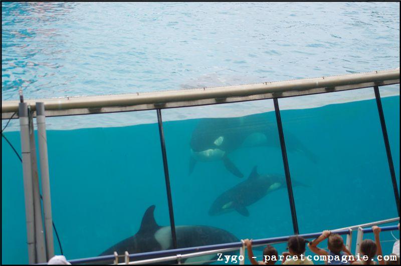 Marineland - Orques - Spectacle - 14h45 - 0767