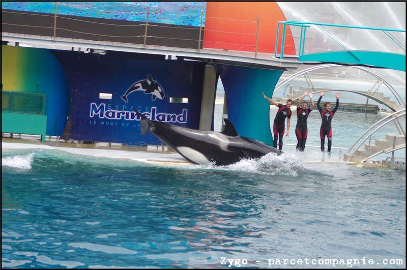Marineland - Orques - Spectacle - 14h45 - 0785