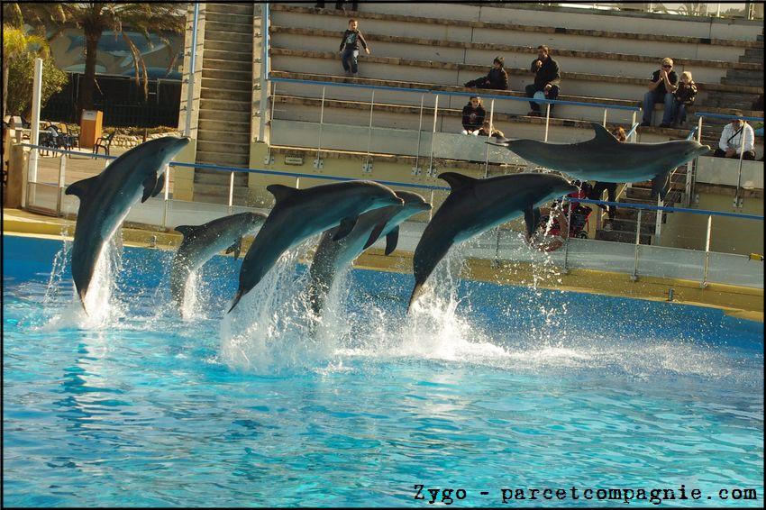 Marineland - Dauphins - Spectacle 14h30 - 046