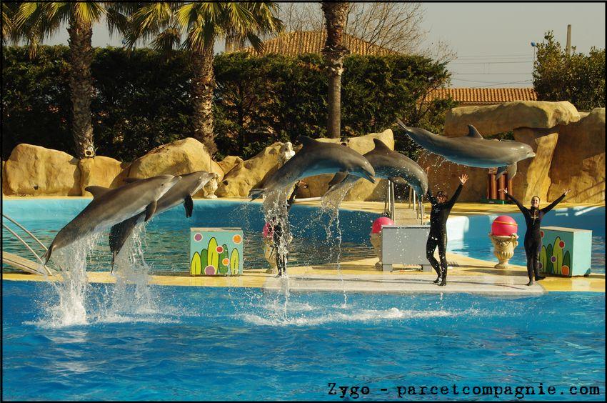 Marineland - Dauphins - Spectacle 14h30 - 047