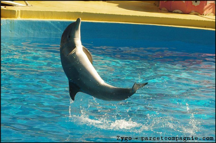 Marineland - Dauphins - Spectacle 14h30 - 048