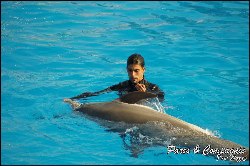 Marineland - Dauphins - Spectacle 14h30 - 036