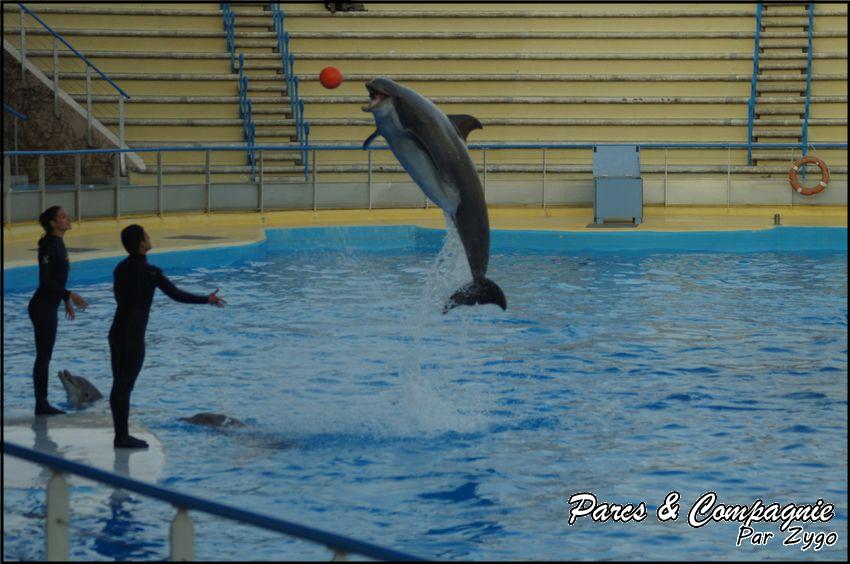 Marineland - Dauphins - Spectacle 17h00 - 078