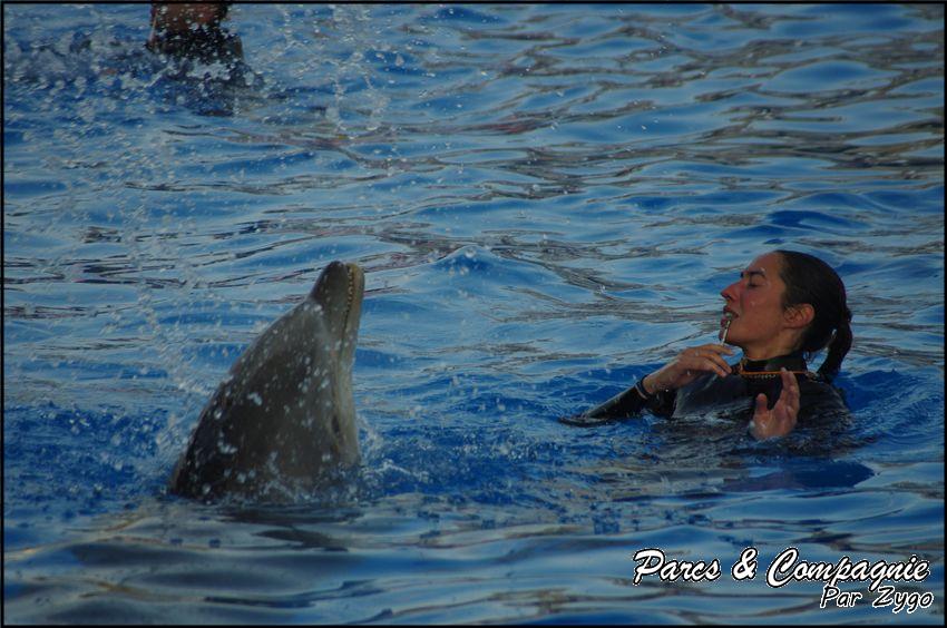 Marineland - Dauphins - Spectacle 17h00 - 082