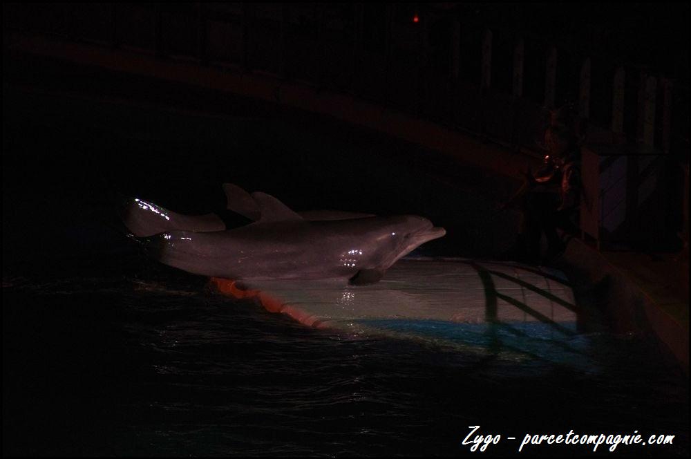 Marineland - Dauphins - Spectacle nocturne - 048