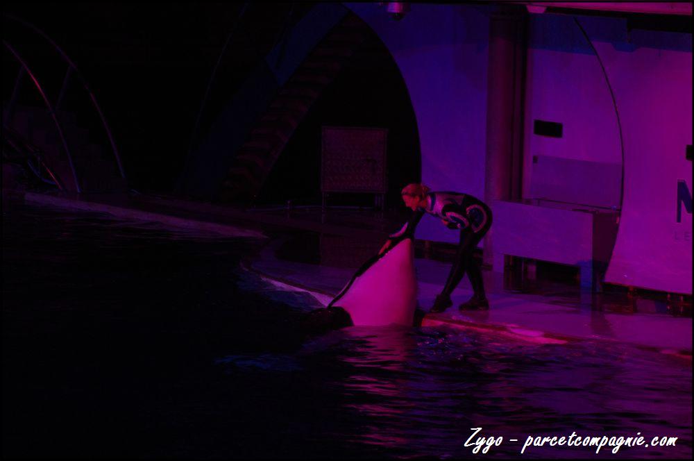 Marineland - Orques - Spectacle nocturne - 204