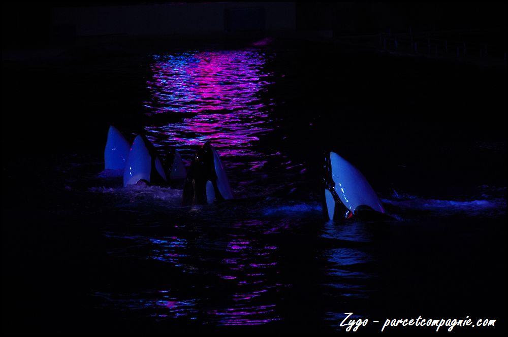 Marineland - Orques - Spectacle nocturne - 210
