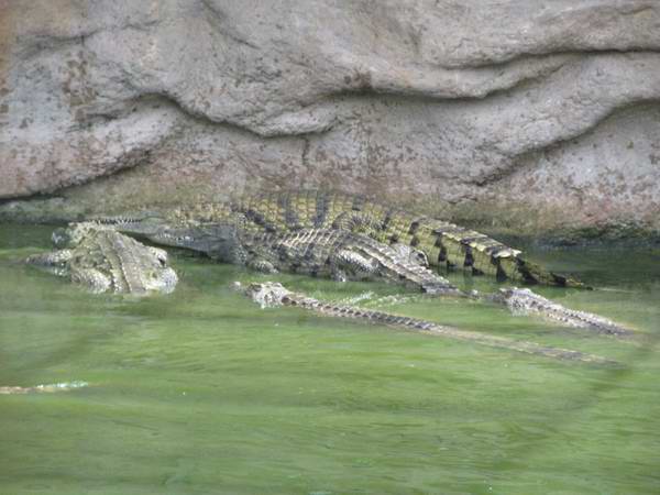 La_ferme_aux_crocodiles_062.jpg