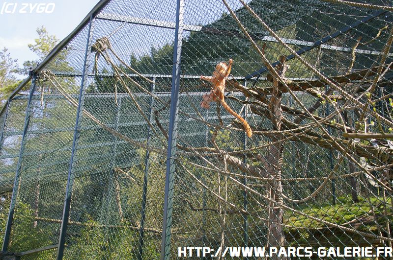 ZooParc de Beauval 020