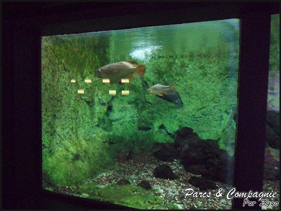 aquarium-porte-doree-187 GF