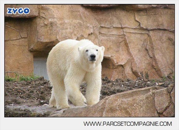 Marineland - Ours polaires - les animaux - 2959