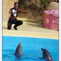 Marineland - Dauphins - Spectacle 17h00 - 5131
