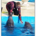 Marineland - Dauphins - Spectacle 17h00 - 5161