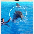 Marineland - Dauphins - Spectacle 17h00 - 5163