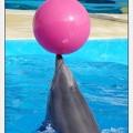 Marineland - Dauphins - Spectacle 17h00 - 5165