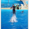 Marineland - Dauphins - Spectacle 17h00 - 5178