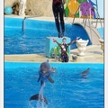 Marineland - Dauphins - Spectacle 17h00 - 5180