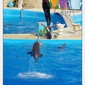 Marineland - Dauphins - Spectacle 17h00 - 5181