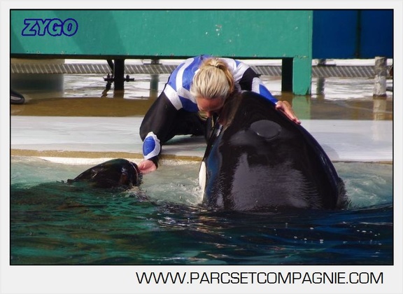 Marineland - Orques - Spectacle 18h15 - 5485