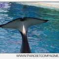 Marineland - Orques - spectacle 15h15 - 5381