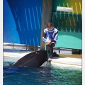 Marineland - Orques - spectacle 15h15 - 5391
