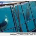 Marineland - Orques - spectacle 15h15 - 5412