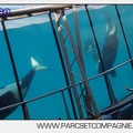 Marineland - Orques - spectacle 15h15 - 5413