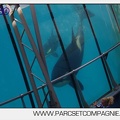 Marineland - Orques - spectacle 15h15 - 5414
