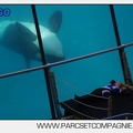 Marineland - Orques - spectacle 15h15 - 5423