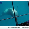 Marineland - Orques - spectacle 15h15 - 5424