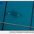 Marineland - Orques - spectacle 15h15 - 5426