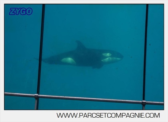 Marineland - Orques - spectacle 15h15 - 5428