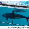 Marineland - Orques - spectacle 15h15 - 5431