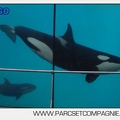 Marineland - Orques - spectacle 15h15 - 5435