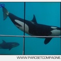 Marineland - Orques - spectacle 15h15 - 5436