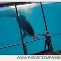 Marineland - Orques - spectacle 15h15 - 5437