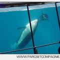 Marineland - Orques - spectacle 15h15 - 5443