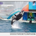 Marineland - Orques - spectacle 15h15 - 5461