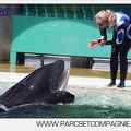 Marineland - Orques - spectacle 15h15 - 5469