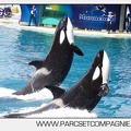 Marineland - Orques - spectacle 15h15 - 5471