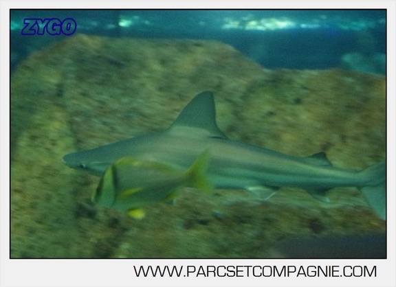 Marineland - Requins - 5720