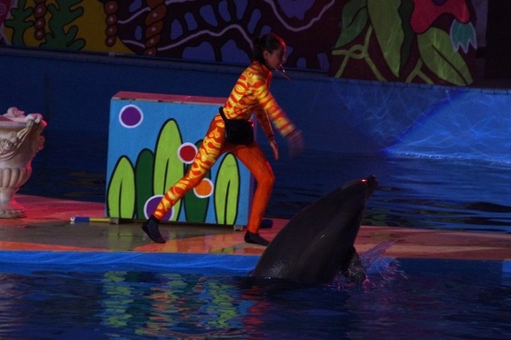 Marineland - Dauphins - Spectacle nocturne - 6925