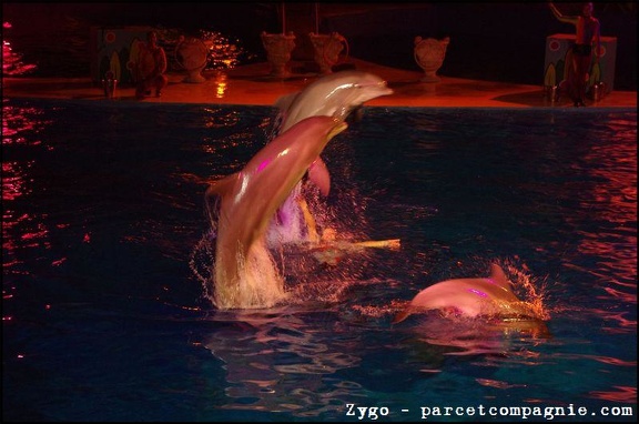 Marineland - Dauphins - Spectacle nocturne - 1597