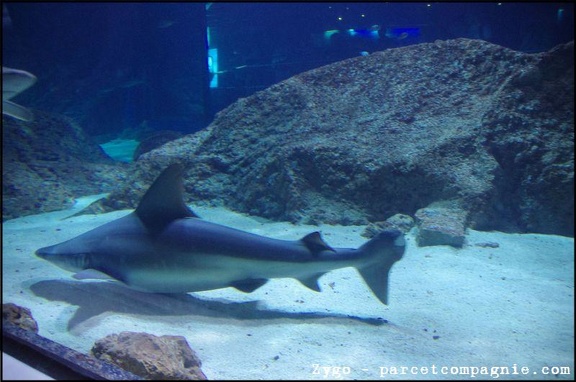 Marineland - Requins - 2900