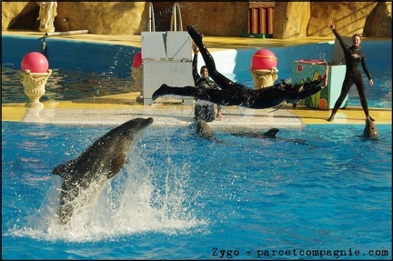 Marineland - Dauphins - Spectacle 14h30 - 073