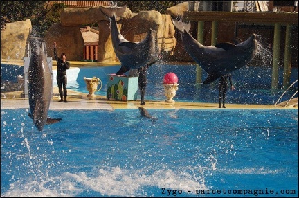 Marineland - Dauphins - Spectacle 14h30 - 078