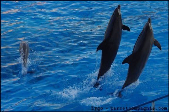Marineland - Dauphins - Spectacle 17h00 - 090