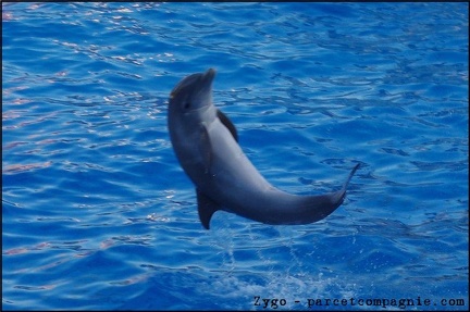 Marineland - Dauphins - Spectacle 17h00 - 102