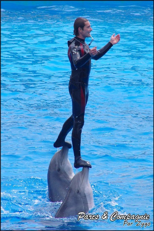 Marineland - Dauphins - Spectacle 14h30 - 004